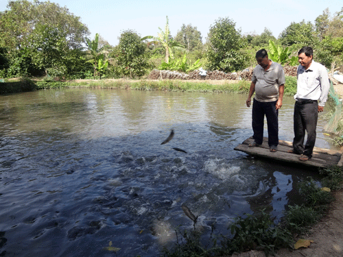 Bán đất, bán nhà vì... cá lóc